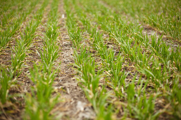 Rows of green wheat shoots