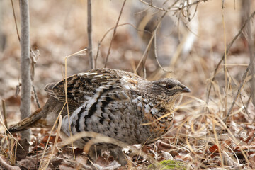 Alerted Ruffed grouse is foraging in grass of spring forest.