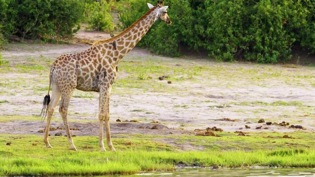 A norther giraffe drinking and splashing water with birds sitting on its back at Chobe National Park, Botswana, South Africa 