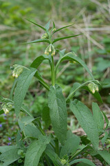 Closeup on a single yellow-flowered quaker comfrey wildflower, Symphytum officinale