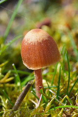 Closeup on a small brown conical to bell-shaped capped mushroom from the Galerine genus