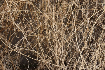 grass background texture 
