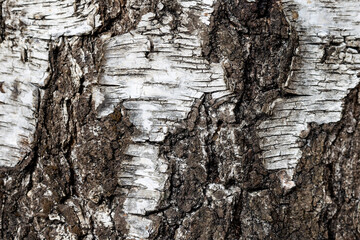 Tapeta tło kora drzewa w lesie.
 - obrazy, fototapety, plakaty