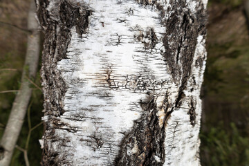 Tapeta tło kora drzewa w lesie.
