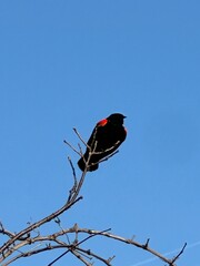 Red-winged blackbird