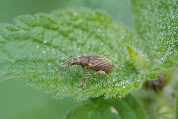 Closeup on a broad-nosed weevil beetle, Polydrusus cervinus sitting on a green nettle leaf