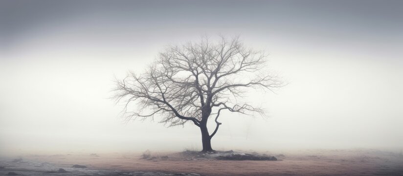 Foggy moody scene with leafless tree in fog