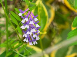 道端に咲くナヨクサフジの花