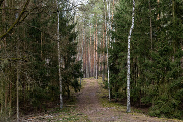 Droga leśna, las w Polsce, świerki, sosny, brzozy  - obrazy, fototapety, plakaty