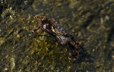 Pachygrapsus marmoratus is a species crab, sometimes called the marbled rock crab or marbled crab. Black Sea. Crab in the stones. The mating behavior of the animal, the release of foam.