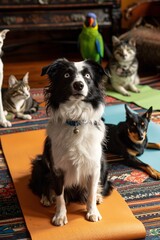 Yoga Class Gone Wild  Pets Joining the Zen Session