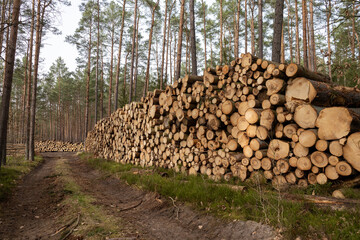 Las, wycinka drewna, ścięte drzewa, skłąd drewna w lesie.
 - obrazy, fototapety, plakaty