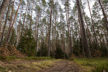 Droga leśna, las w Polsce, świerki, sosny, brzozy 