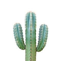 Naklejka premium A cactus plant against a transparent Background