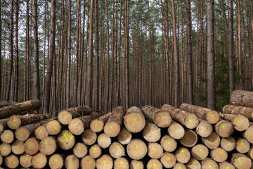Las, wycinka drewna, ścięte drzewa, skłąd drewna w lesie.
