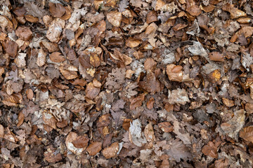 tapeta, tekstura, suche liście w lesie.