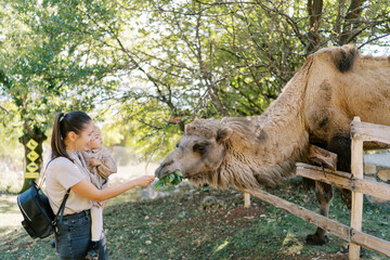 Mom with a little girl in her arms feeds a camel with green leaves in the park