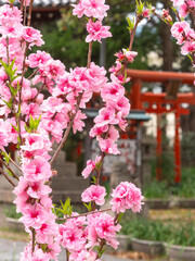 神社に咲くピンク色の桜と鳥居