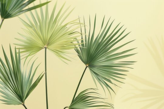Image of palm tree leaves