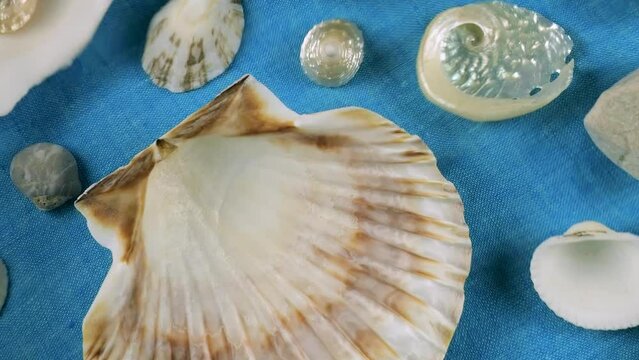 Imitation of the seabed. Oyster and scallop shells, sea pebbles on a blue background underwater. Ripples on the surface of clear water.