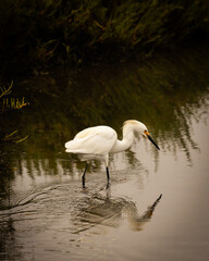 Early Morning Wetland Birds Enjoying the Water