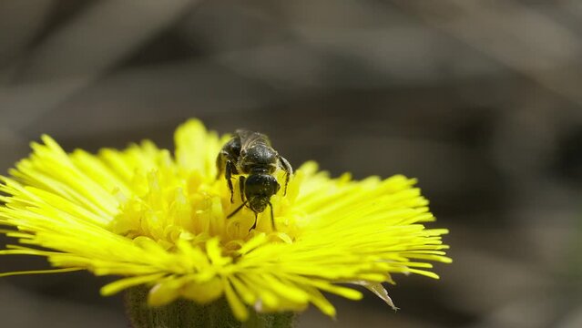 Halictus species bee on a coltsfoot flower
