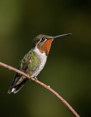 Hummingbirds are small birds that are known for their long, thin beaks and rapidly beating wings. They are the only birds capable of flying backwards
