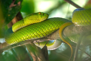 Red tailed pit viper sitting on a tree