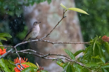 Taiga flycatcher bathing in the rain