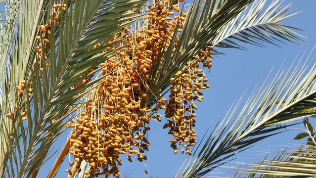 Phoenix  (date) palm with fruits in Southern California