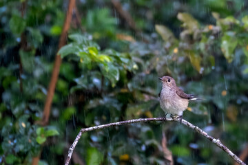 Taiga flycatcher bathing in the rain