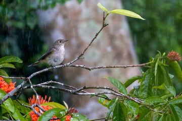 Taiga flycatcher bathing in the rain