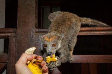 Fototapeta premium Crowned lemur (Eulemur coronatus) eating fruits