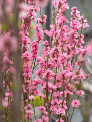 Obraz premium 鮮やかなピンク色の桜