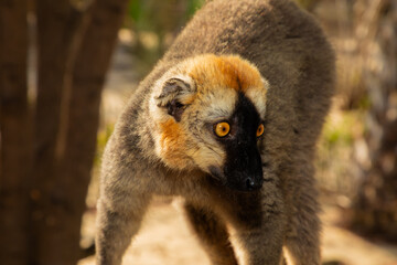 Red-bellied Lemur - Eulemur rubriventer, Cute primate.