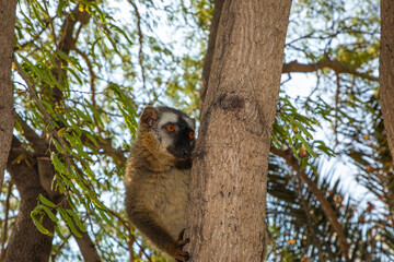 Red-bellied Lemur - Eulemur rubriventer, Cute primate.