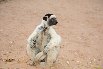 Fototapeta premium Verreaux's white sifaka with dark head Madagascar island fauna.