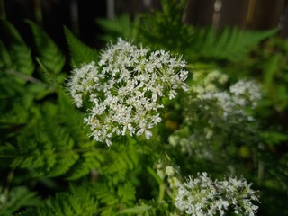 flowers in the garden