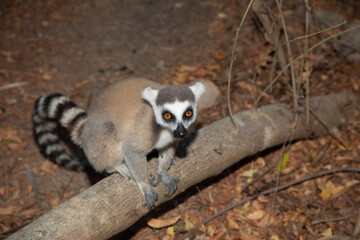 Fototapeta premium Ring-tailed lemur on Madagascar island fauna.