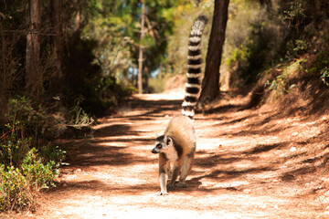 Fototapeta premium ring-tailed gray lemur in natural environment Madagascar.
