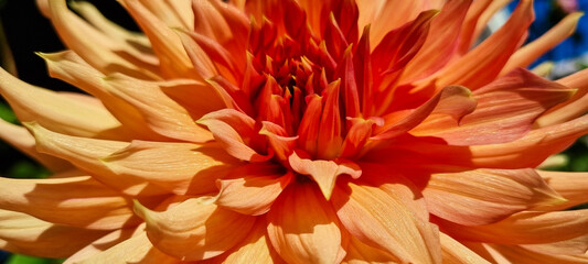 orange dahlia flower macro