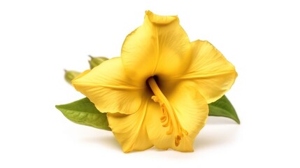 Yellow flower isolated on white background, AI generated