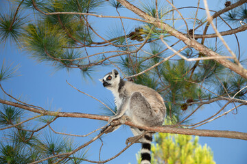 Fototapeta premium ring-tailed gray lemur in natural environment Madagascar