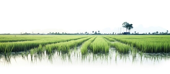 Green rice crop farm in a row, with watery and muddy soil, AI generated