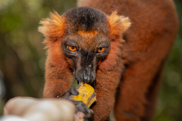 Red lemur (Eulemur Coronatus), endemic animal