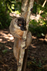 Crowned lemur (Eulemur Coronatus), endemic animal
