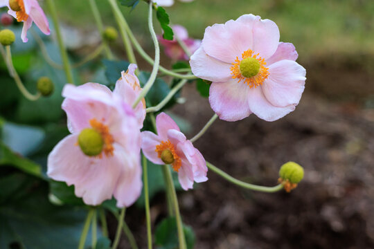 Light pink Japanese anemone flowers blooming in the garden