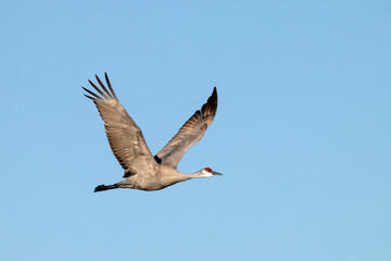 Fototapeta premium Sandhill crane (Grus canadensis) in flight; Crane Trust; Nebraska