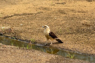 Red-necked hawk (Buteo rufescens)