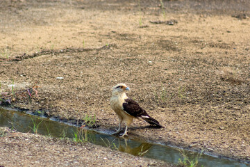 Red-necked hawk (Buteo rufescens)